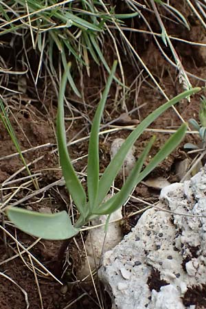 Fritillaria graeca \ Griechische Schachblume, GR Peloponnes, Chelmos 18.5.2024