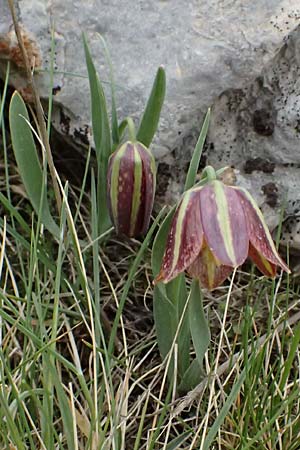 Fritillaria graeca \ Griechische Schachblume / Greek Fritillary, GR Peloponnes, Chelmos 18.5.2024