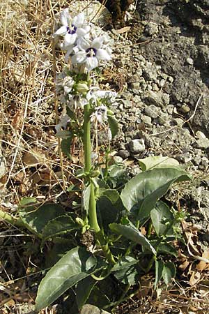 Campanula versicolor \ Verschiedenfarbige Glockenblume / Autumn Bellflower, GR Meteora 28.8.2007