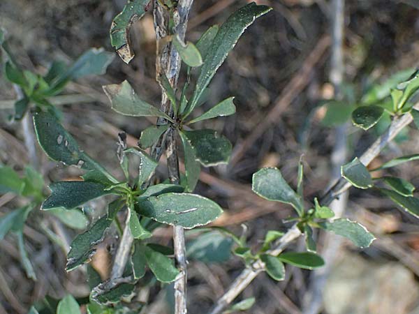 Globularia alypum \ Strauchige Kugelblume / Wild Senna, GR Hymettos 13.4.2024