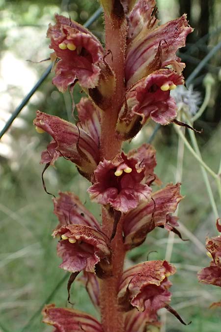 Orobanche rapum-genistae, Greater Broomrape