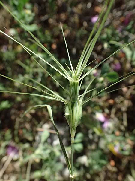 Aegilops biuncialis \ Zweizoll-Walch, GR Hymettos 13.4.2024
