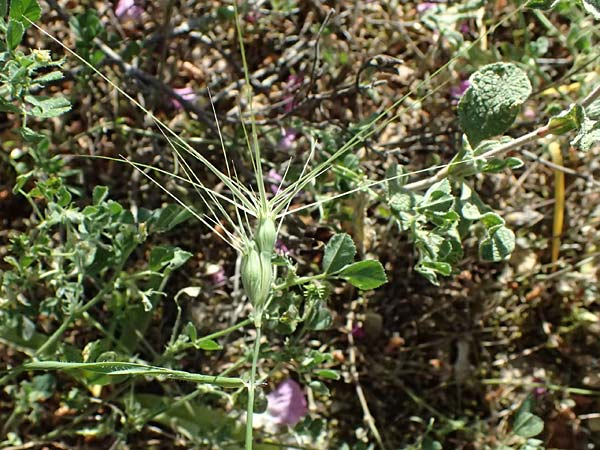 Aegilops biuncialis \ Zweizoll-Walch, GR Hymettos 13.4.2024