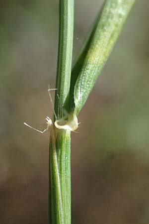 Aegilops biuncialis \ Zweizoll-Walch, GR Hymettos 13.4.2024