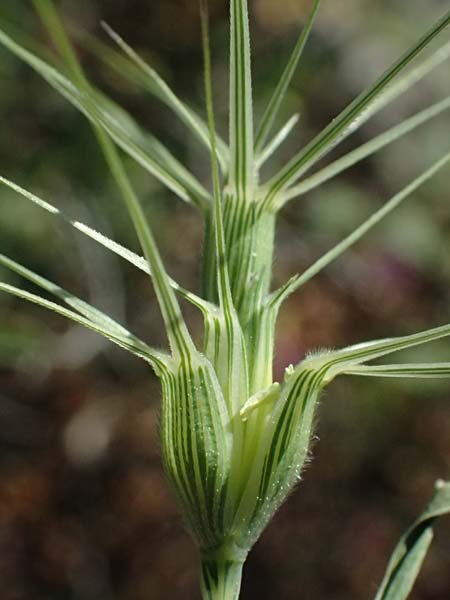 Aegilops biuncialis \ Zweizoll-Walch, GR Hymettos 13.4.2024