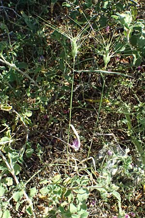 Aegilops biuncialis \ Zweizoll-Walch, GR Hymettos 13.4.2024