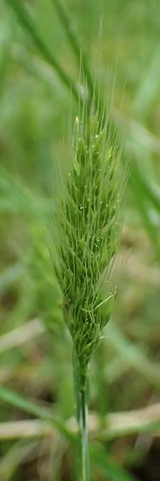 Hordeum murinum \ Muse-Gerste, GR Peloponnes, Chelmos 18.5.2024