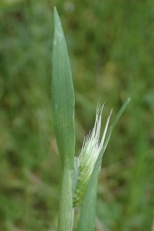 Hordeum murinum \ Muse-Gerste, GR Peloponnes, Chelmos 18.5.2024