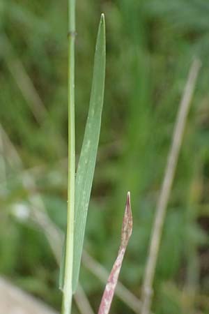 Hordeum murinum \ Muse-Gerste, GR Peloponnes, Chelmos 18.5.2024