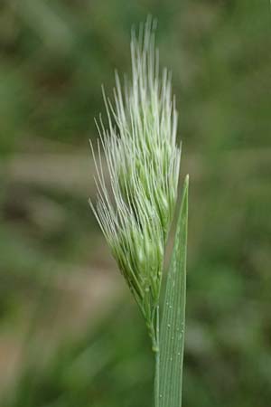 Hordeum murinum \ Muse-Gerste, GR Peloponnes, Chelmos 18.5.2024