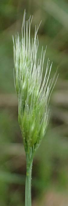 Hordeum murinum \ Muse-Gerste, GR Peloponnes, Chelmos 18.5.2024