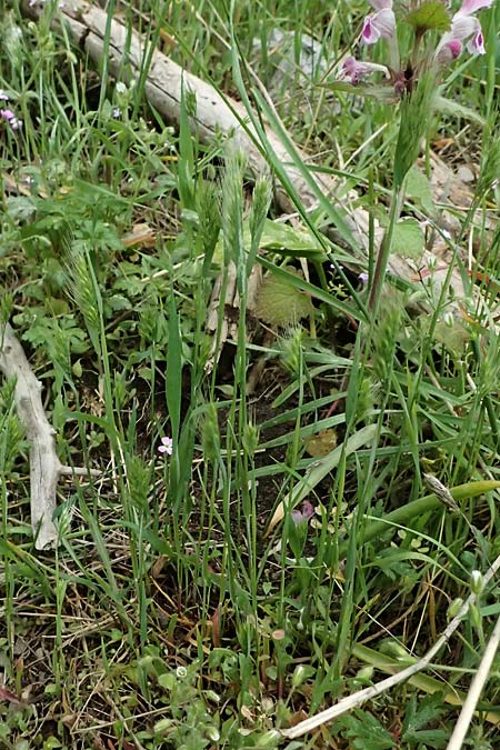 Hordeum murinum \ Muse-Gerste, GR Peloponnes, Chelmos 18.5.2024