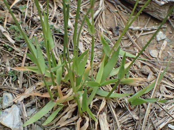 Anthoxanthum odoratum \ Gewhnliches Ruch-Gras / Sweet Vernal Grass, GR Peloponnes, Taygetos 27.5.2024