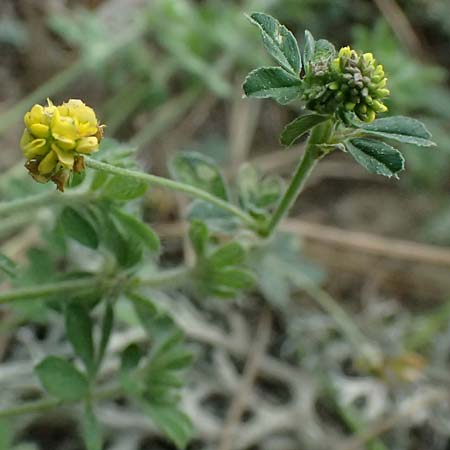 Medicago lupulina \ Hopfenklee, Hopfen-Luzerne / Black Medick, GR Peloponnes, Mt. Kyllini, Mesi Trikalon 21.5.2024