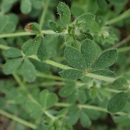 Medicago lupulina \ Hopfenklee, Hopfen-Luzerne / Black Medick, GR Peloponnes, Mt. Kyllini, Mesi Trikalon 21.5.2024