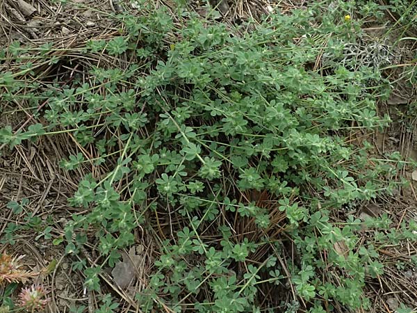 Medicago lupulina \ Hopfenklee, Hopfen-Luzerne / Black Medick, GR Peloponnes, Mt. Kyllini, Mesi Trikalon 21.5.2024