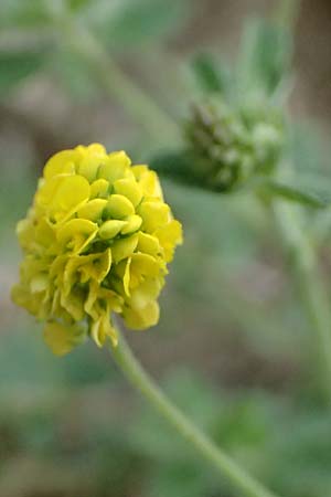 Medicago lupulina \ Hopfenklee, Hopfen-Luzerne / Black Medick, GR Peloponnes, Mt. Kyllini, Mesi Trikalon 21.5.2024
