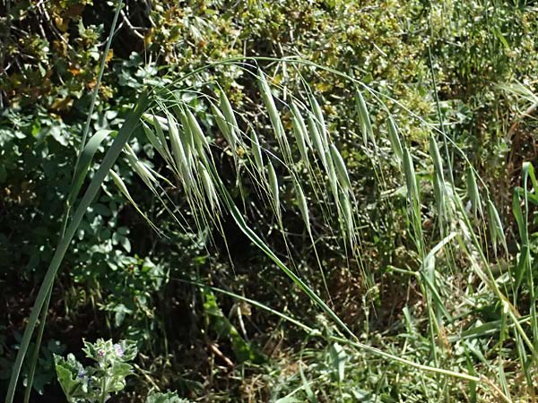 Avena sterilis \ Wild-Hafer, Tauber Hafer, GR Hymettos 11.4.2024