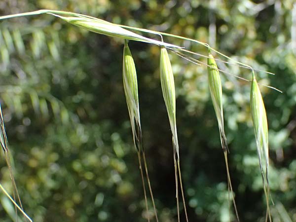 Avena sterilis \ Wild-Hafer, Tauber Hafer, GR Hymettos 11.4.2024