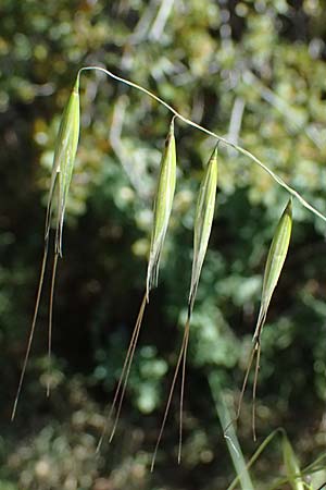 Avena sterilis \ Wild-Hafer, Tauber Hafer, GR Hymettos 11.4.2024