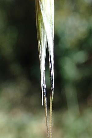 Avena sterilis \ Wild-Hafer, Tauber Hafer, GR Hymettos 11.4.2024