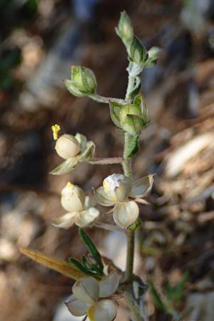 Helianthemum salicifolium \ Weidenblttriges Sonnenrschen, GR Hymettos 11.4.2024
