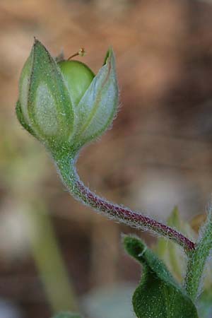 Helianthemum salicifolium \ Weidenblttriges Sonnenrschen, GR Hymettos 11.4.2024