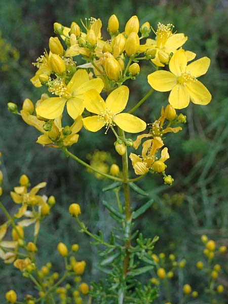 Hypericum empetrifolium \ Krhenbeerenblttriges Johanniskraut / Crowberry-Leaved St. John's-Wort, GR Peloponnes, Mt. Kyllini, Evrostina 19.5.2024