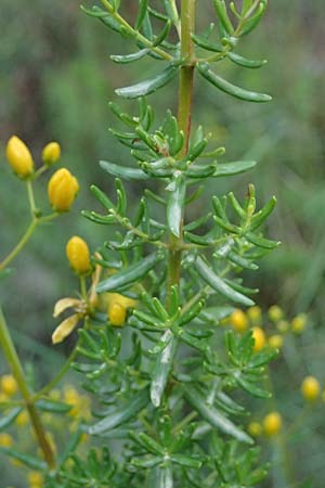 Hypericum empetrifolium \ Krhenbeerenblttriges Johanniskraut / Crowberry-Leaved St. John's-Wort, GR Peloponnes, Mt. Kyllini, Evrostina 19.5.2024