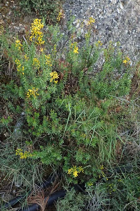 Hypericum empetrifolium \ Krhenbeerenblttriges Johanniskraut / Crowberry-Leaved St. John's-Wort, GR Peloponnes, Mt. Kyllini, Evrostina 19.5.2024