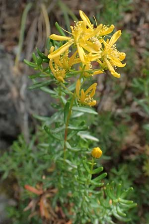 Hypericum empetrifolium \ Krhenbeerenblttriges Johanniskraut / Crowberry-Leaved St. John's-Wort, GR Peloponnes, Kalavryta 20.5.2024