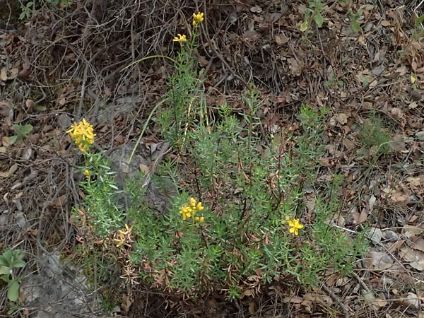 Hypericum empetrifolium \ Krhenbeerenblttriges Johanniskraut / Crowberry-Leaved St. John's-Wort, GR Peloponnes, Kalavryta 20.5.2024