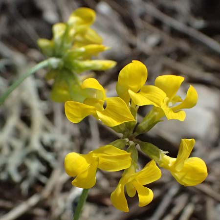 Hippocrepis comosa \ Hufeisenklee, GR Peloponnes, Mt. Kyllini, Ziria 21.5.2024