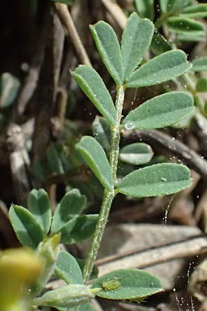 Hippocrepis comosa \ Hufeisenklee, GR Peloponnes, Mt. Kyllini, Ziria 21.5.2024
