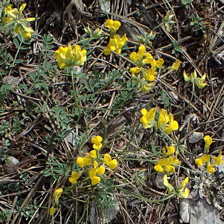 Hippocrepis comosa \ Hufeisenklee, GR Peloponnes, Mt. Kyllini, Ziria 21.5.2024