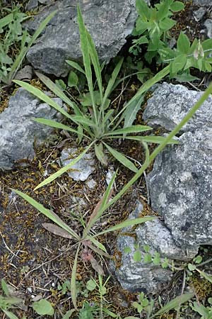Hieracium cymosum \ Trugdoldiges Habichtskraut / Cymose Hawkweed, GR Peloponnes, Saitas 22.5.2024