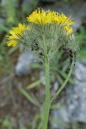 Hieracium cymosum \ Trugdoldiges Habichtskraut / Cymose Hawkweed, GR Peloponnes, Saitas 22.5.2024