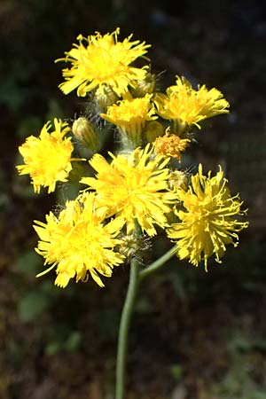 Hieracium cymosum \ Trugdoldiges Habichtskraut / Cymose Hawkweed, GR Peloponnes, Saitas 22.5.2024