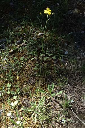 Hieracium cymosum \ Trugdoldiges Habichtskraut / Cymose Hawkweed, GR Peloponnes, Saitas 22.5.2024