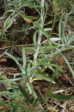Helichrysum stoechas \ Wohlriechende Strohblume, GR Peloponnes, Taygetos, Viros - Schlucht 29.5.2024
