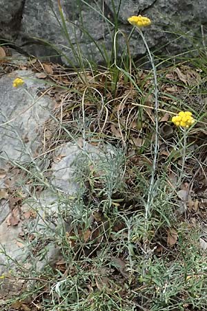 Helichrysum stoechas \ Wohlriechende Strohblume, GR Peloponnes, Taygetos, Viros - Schlucht 29.5.2024