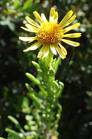 Limbarda crithmoides / Golden Samphire, GR Peloponnes, Stoupa 31.5.2024