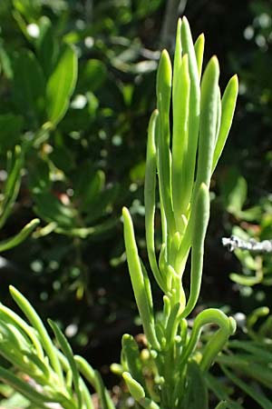 Limbarda crithmoides / Golden Samphire, GR Peloponnes, Stoupa 31.5.2024