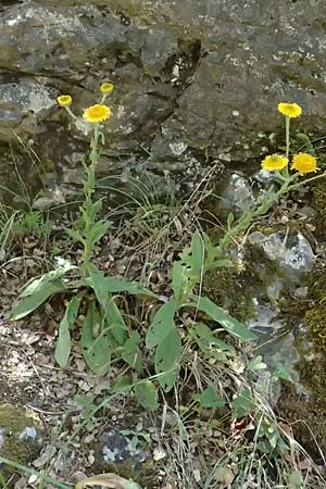 Pentanema oculus-christi \ Christus-Auge / Christ's Eye, GR Peloponnes, Taygetos, Viros - Schlucht / Gorge 31.5.2024