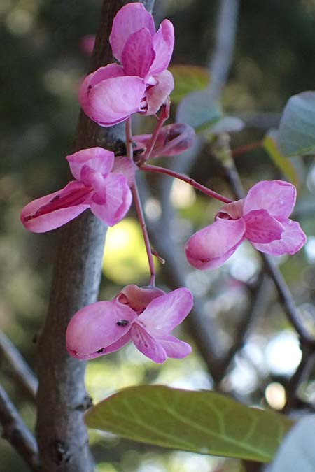 Cercis siliquastrum \ Judasbaum, GR Hymettos 11.4.2024