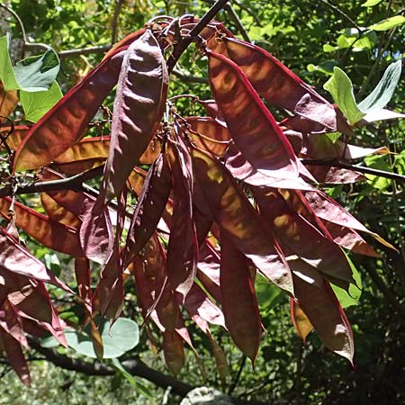 Cercis siliquastrum \ Judasbaum, GR Peloponnes, Taygetos, Viros - Schlucht 31.5.2024
