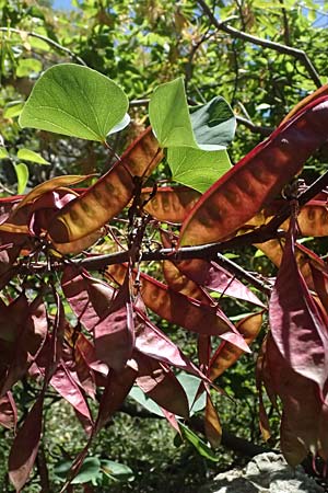 Cercis siliquastrum \ Judasbaum, GR Peloponnes, Taygetos, Viros - Schlucht 31.5.2024