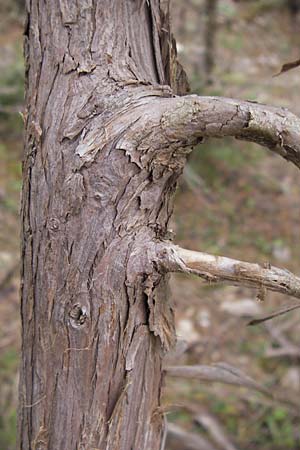 Juniperus drupacea \ Syrischer Wacholder / Syrian Juniper, GR Peloponnes, Kosmas 31.3.2013