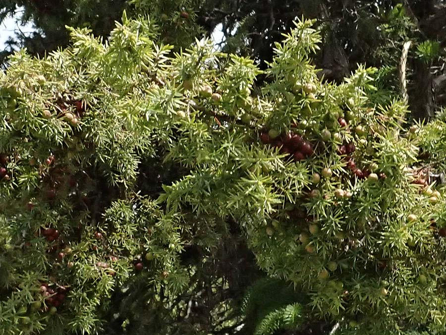 Juniperus deltoides \ Gro�fr�chtiger Stech-Wacholder / Large-Fruited Juniper, GR Peloponnes, Mt. Kyllini, Ziria 21.5.2024