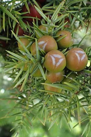 Juniperus deltoides \ Gro�fr�chtiger Stech-Wacholder / Large-Fruited Juniper, GR Peloponnes, Mt. Kyllini, Ziria 21.5.2024
